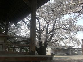 21桜３.JPG